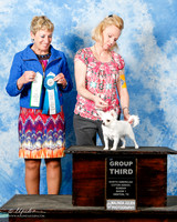 Chihuahua Long Coat #? Sun G3 Judge L Olson