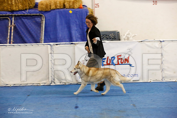 _M3_1239-AddisonHuskyMar2015-HR3