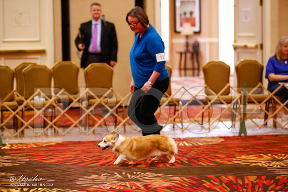 _JJ_1658-HstnCorgiFeb2015-HR3