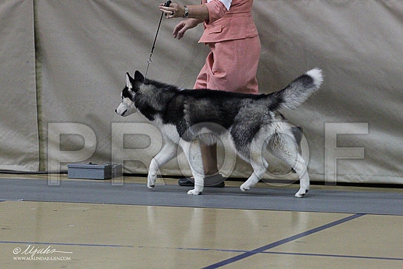 Husky-1360