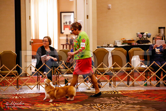_JJ_9654-HstnCorgiFeb2015-HR3