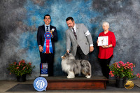 Shetland Sheepdog #5 Fri G1 Judge Paul Willhauck RBIS Victor Rosado