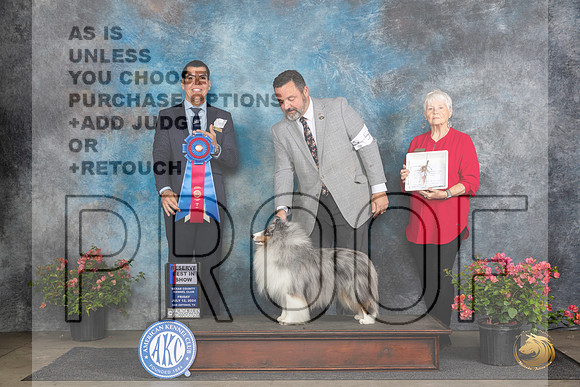 Shetland Sheepdog #5 Fri G1 Judge Paul Willhauck RBIS Victor Rosado__JP_4556_San Antonio_2024_HR3