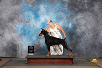 Doberman Pinscher #310 Sun BM NCh Judge Matthew Proctor