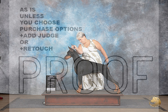 Doberman Pinscher #310 Sun BM NCh Judge Matthew Proctor __JP_3005_LongviewTX_2024_HR3