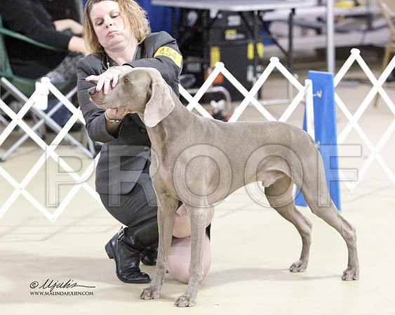 Weim-2684