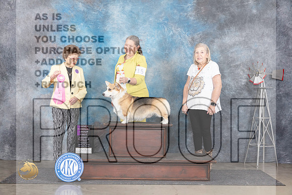 Pembroke Welsh Corgi #15 OHG1 Judge Pat Trotter__JP_5101_Amarillo_2024_HR3