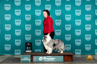 Shetland Sheepdog #579 Thur AOE Judge Stephanine Mueller