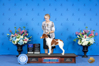 Brittany #18 SUN WB BOW OHBOB M Judge Annella Cooper