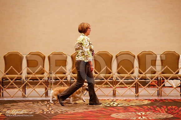 _JJ_8295-HstnCorgiFeb2015-HR3
