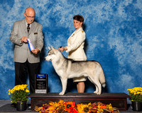 Siberian Huskies #7 Sun BOW Eveland Todd Agent Alberta Evans Judge Mr Gary L Andersen