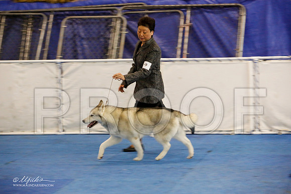 _M3_9248-AddisonHuskyMar2015-HR3