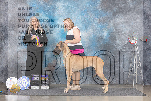 Great Dane #8 Thurs WBBOB Judge Denise Dean__JP_4827_Amarillo_2024_HR3