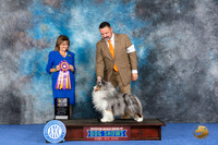 Shetland Sheepdog #23 WED BISS Judge Sheryl Kendrick