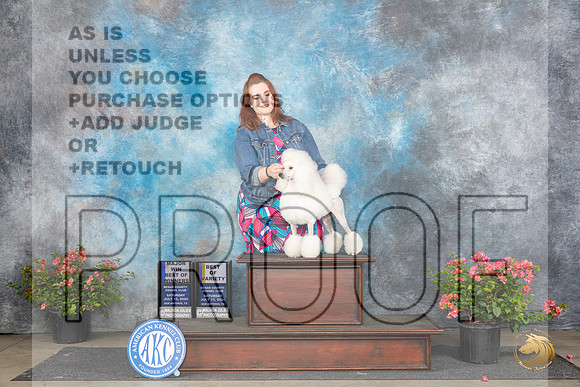 Poodle Miniature #18 Sat WBBOWBOV Judge Karen McFarlane__JP_4912_San Antonio_2024_HR3