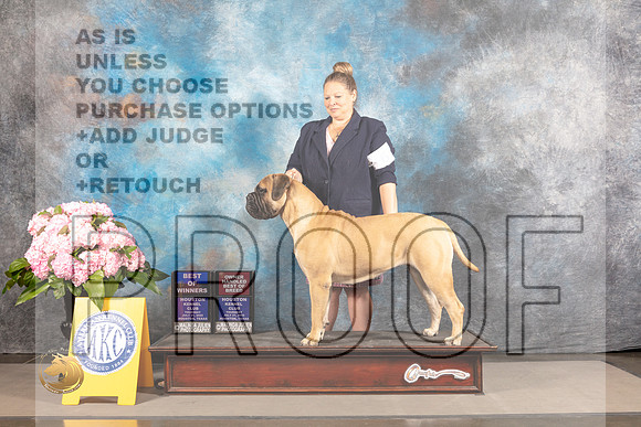 Bullmastiff #6 THUR BOW OHBOB Major Judge Karen McFarlane_MJ_4154_Houston_2022_HR3