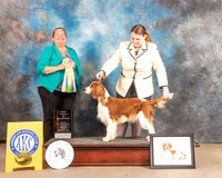 Welsh Springer Spaniel #8 Fri BISweeps Judge Sandy Lear
