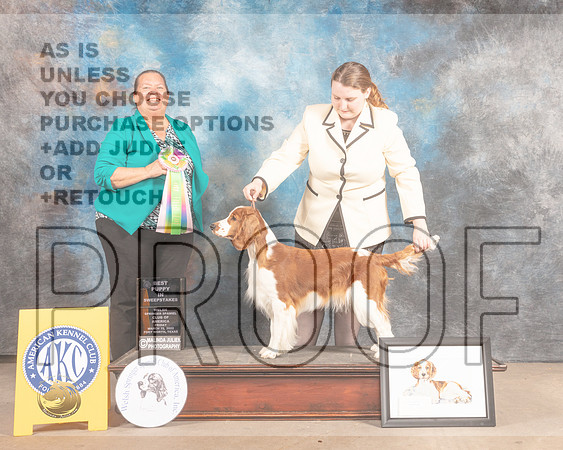 Welsh Springer Spaniel #8 Fri BISweeps Judge Sandy Lear-MMJ_7756-FW2022-HR3