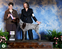 German Shorthaired Pointer #5 Fri Winners Dog