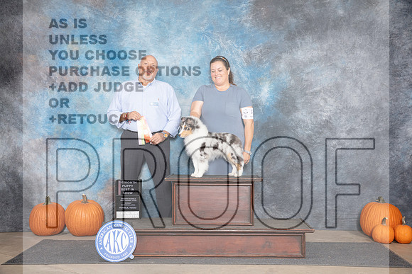 Shetland Sheepdog #5 Sun BPIS Judge Hal Biermann __JP_9167_Humble_2024_HR3