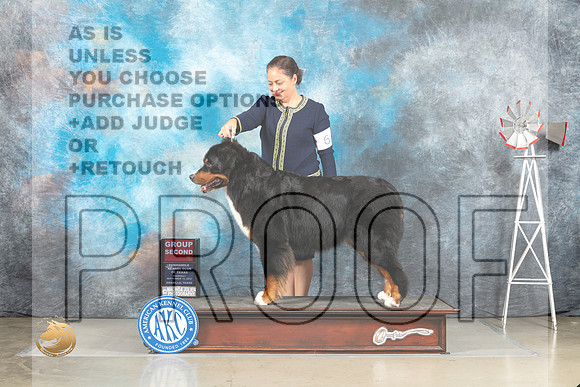 Bernese Mountain Dog #6 Thur G2 Judge Sharon Derrick_MJ_3823_Amarillo_2022_HR3