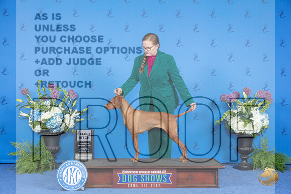 Vizsla #40 THUR SB Judge Wood Wornall__JP_8087_Houston_2024_HR3