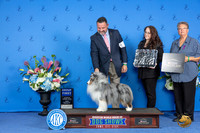 Shetland Sheepdog #23 FRI G1 Judge Annella Cooper