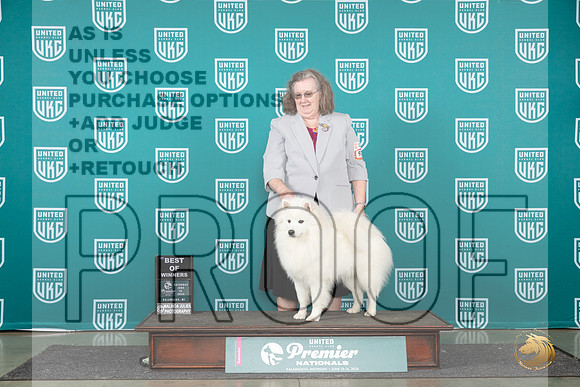 American Eskimo #925 Sat BOW Judge Deb Allen__JP_2034_Premier_2024_HR3