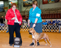 Amercian Staffodshire Terrier #16 +A1