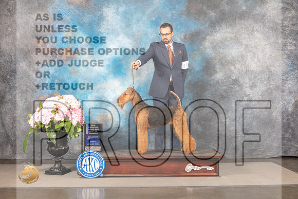 Airedale Terrier #10 SUN WBOS NCH Judge Steven Keating_MJ_7964_Houston_2022_HR3