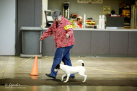 Parson Russell Terrier Ring Sat