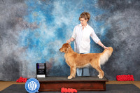 Golden Retriever #8 Sat WB Judge Nikki Riggsbee