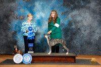 Whippet #14 Sat G1 Judge Karen Hynek