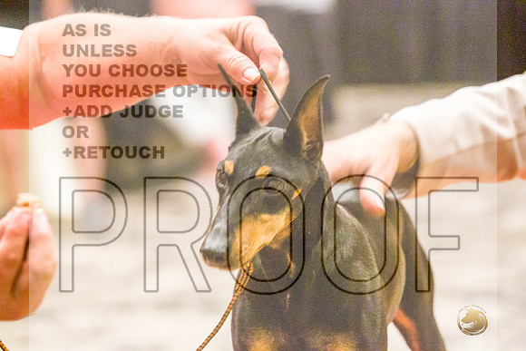 Manchester Terrier MTOY Candids-JJL_2291-Hstn2022_HR3