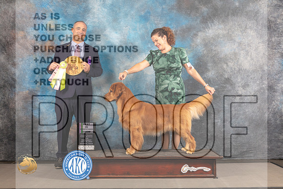 Golden Retriever #7 WED Best in Sweeps Judge Chris Leitkowski_MJ_1857_Houston_2022_HR3