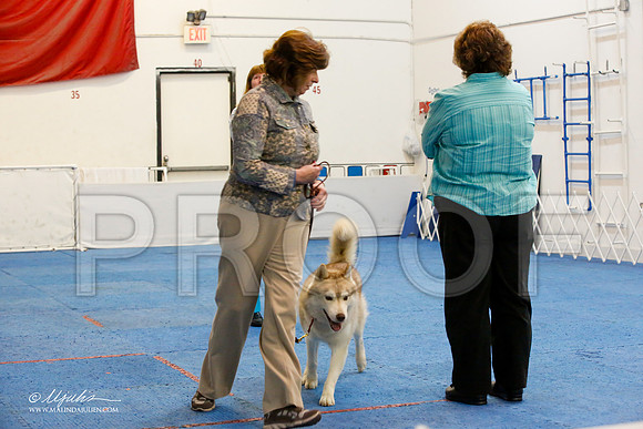 _M3_7557-AddisonHuskyMar2015-HR3