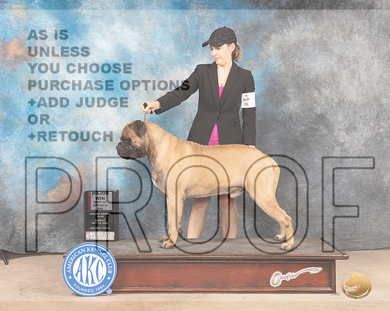 Bullmastiff #9 Sun BOSM Judge Eric Liebes-MMJ_4403-Abilene2022-HR3