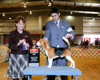 Beagle #15 Sat BOS