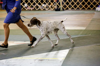 Best in Show Veteran Sat S1 Ring