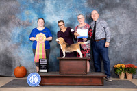 Beagle #J600 Fri BJr Judge Kim Hooper