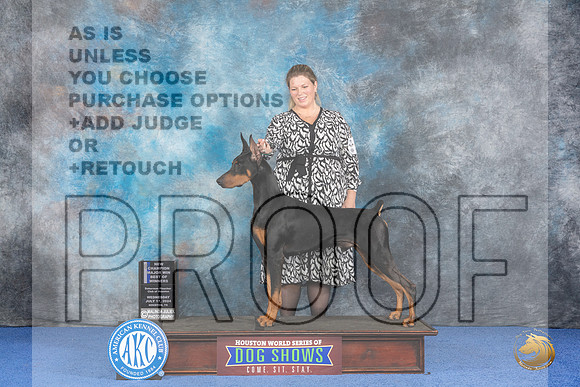 Doberman #31 WED WD BOW M NC Judge Nancy Liebes__JP_7367_Houston_2024_HR3