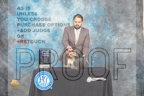 Yorkshire Terrier #28 Sat WBM Judge Brad Jenkins_MJ_0058_HstnTOY_2022_HR3