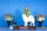 Samoyed #10 FRI WB NC Judge Nancy Liebes
