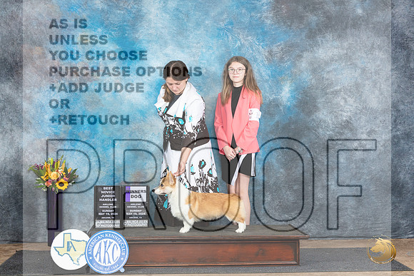 Pembroke Welsh Corgi #17 #J5 Sun WDJRNOV1 Judge Edy Dykstra-Blum__JP_0017_Abilene_2024_HR3