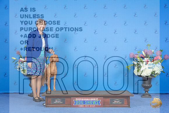 Vizsla SUN CUSTOM family addition__JP_0493_Houston_2024_HR3