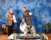 Shetland Sheepdog #19 Sun G4 +A2