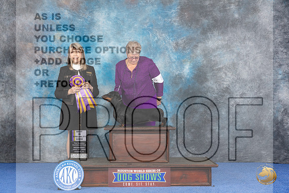 Dachshund Smooth #8 WED BOV BOB Judge Angela Pickett__JP_7330_Houston_2024_HR3