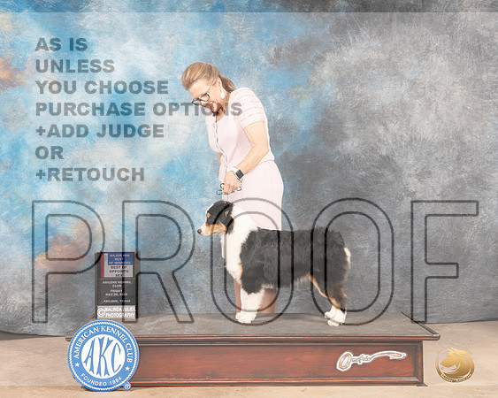 Miniature American Shepherd #7 Fri WDBOWBOS Judge Eric Liebes-MMJ_3374-Addison2022-HR3