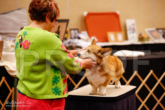 _JJ_8493-HstnCorgiFeb2015-HR3