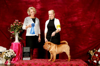 Chinese Shar Pei Sat S2 Puppy G1 Beth Brown